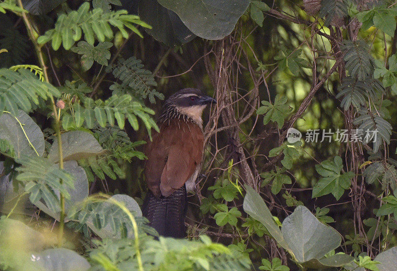 White-browed Coucal